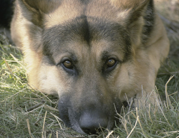 2. German Shepherd Dog